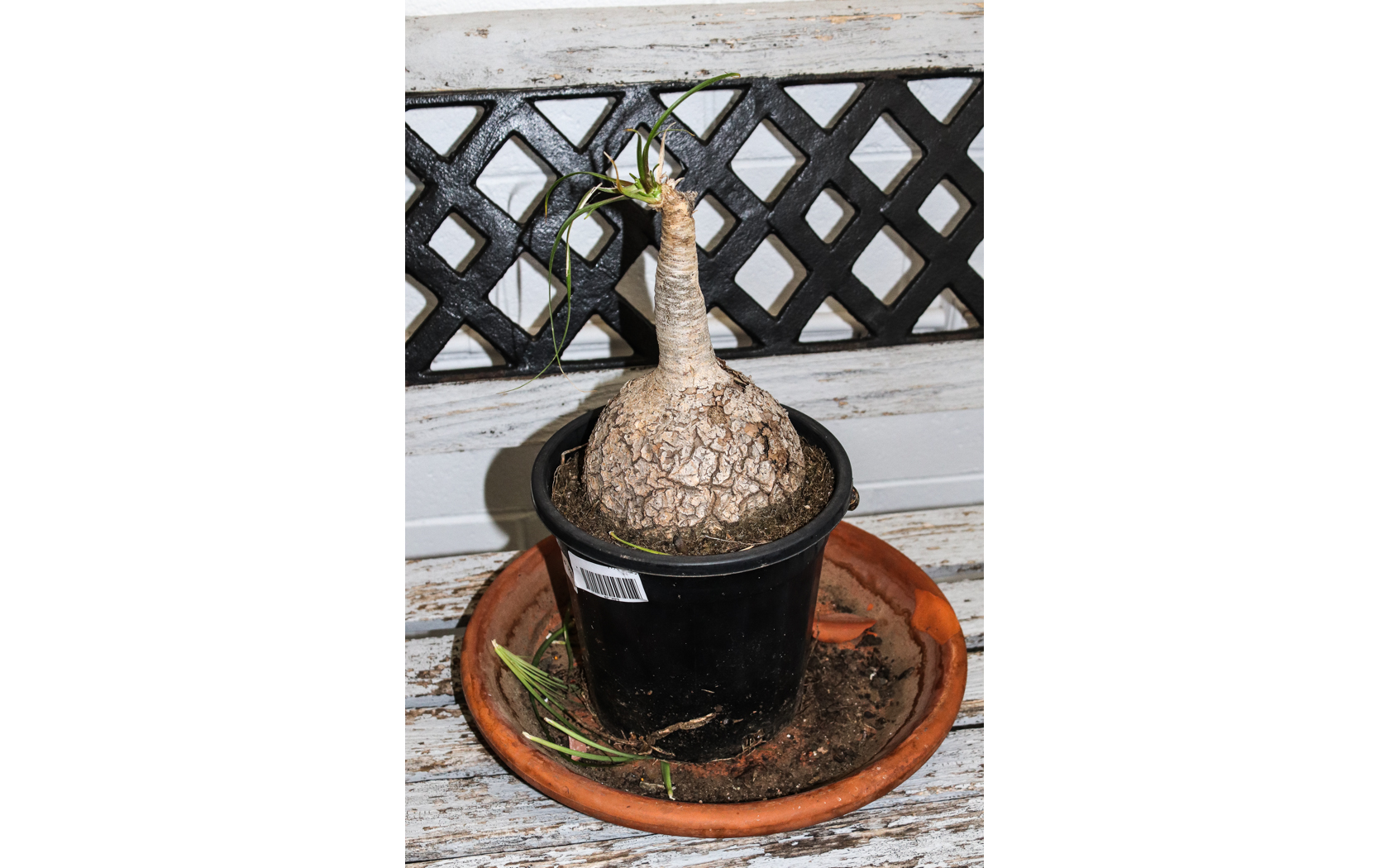 Lot 229 - Image 2